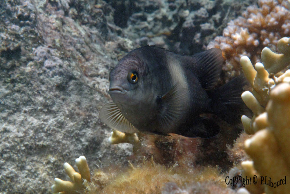 Stegastes nigricans