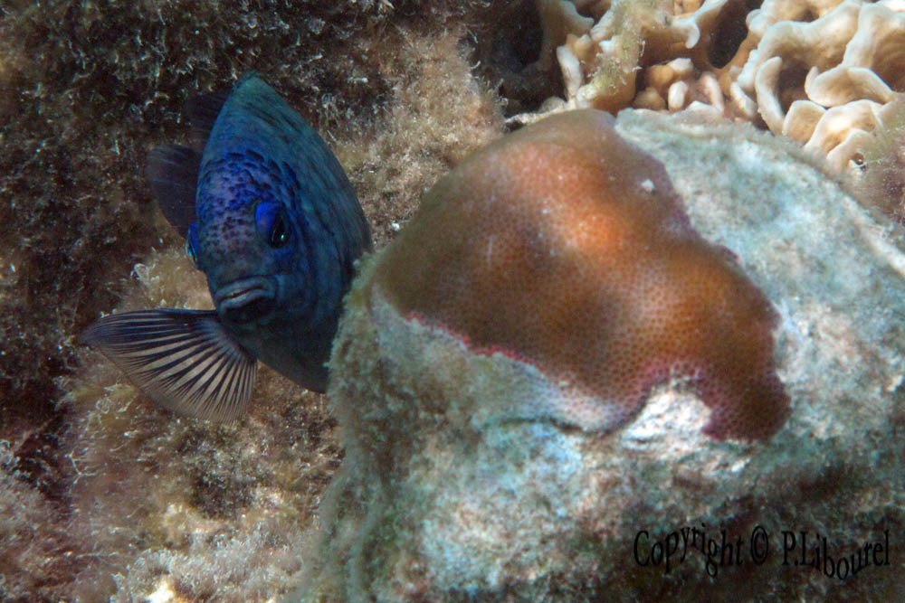 Stegastes nigricans