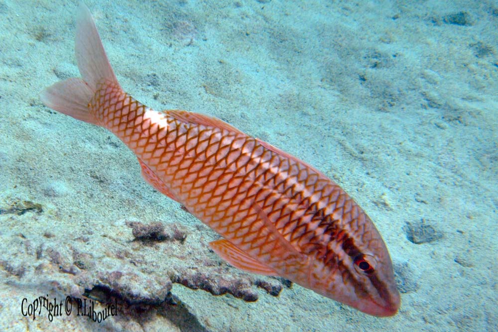 Parupeneus multifasciatus