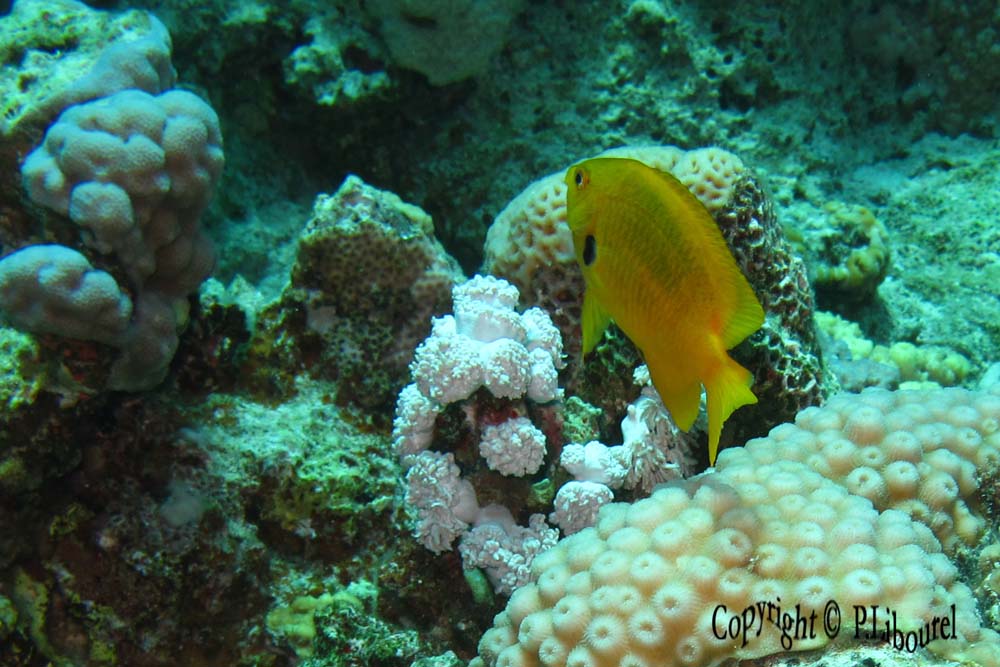 pomacentrus sulfureus