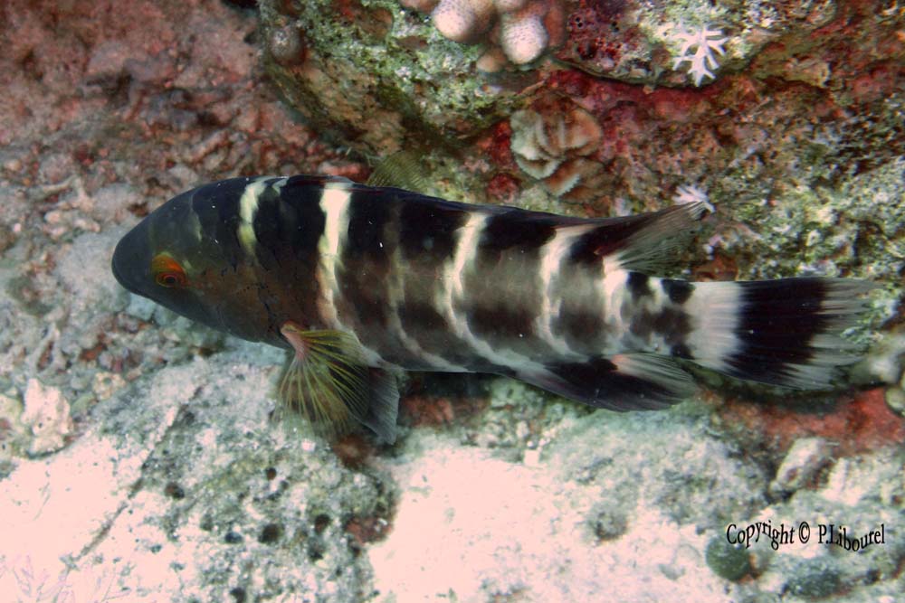 Cheilinus fasciatus
