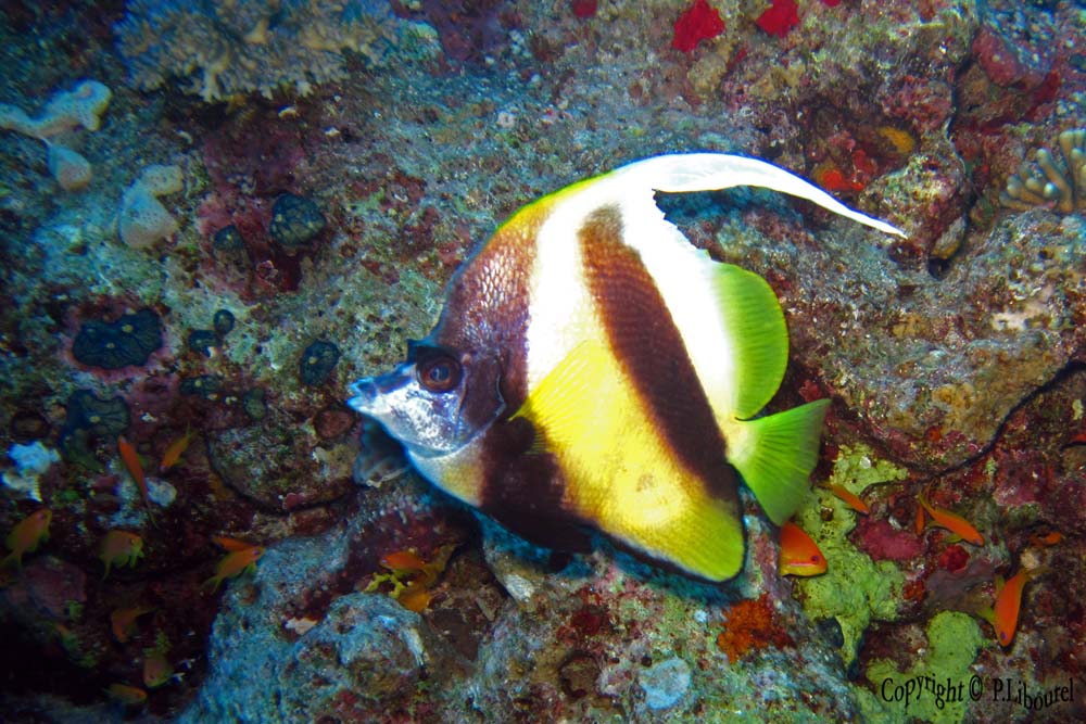 Heniochus intermedius