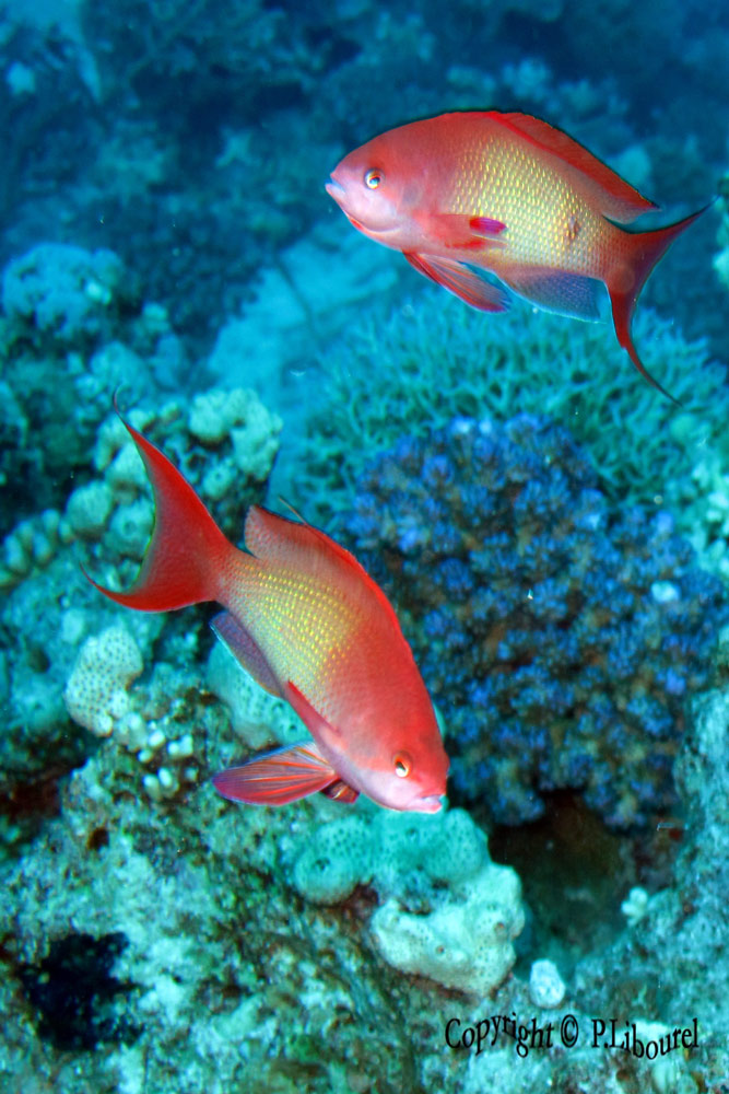 Pseudanthias squamipinnis