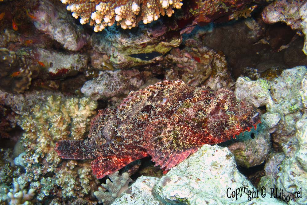 Scorpaenopsis oxycephalus