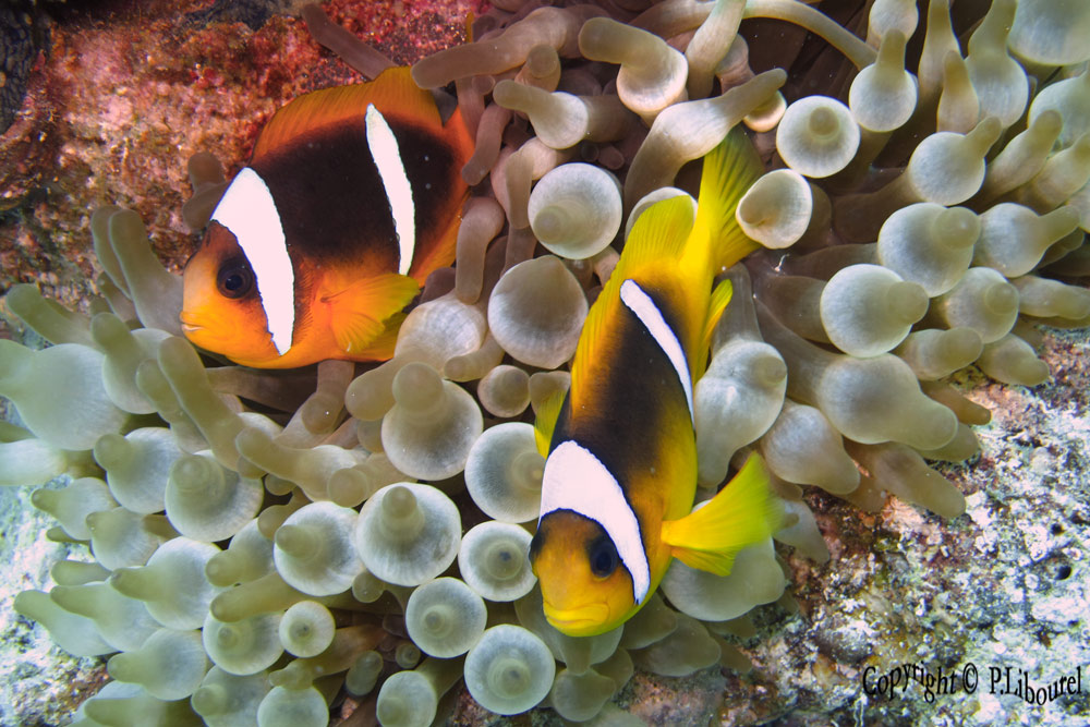 Amphiprion bicinctus