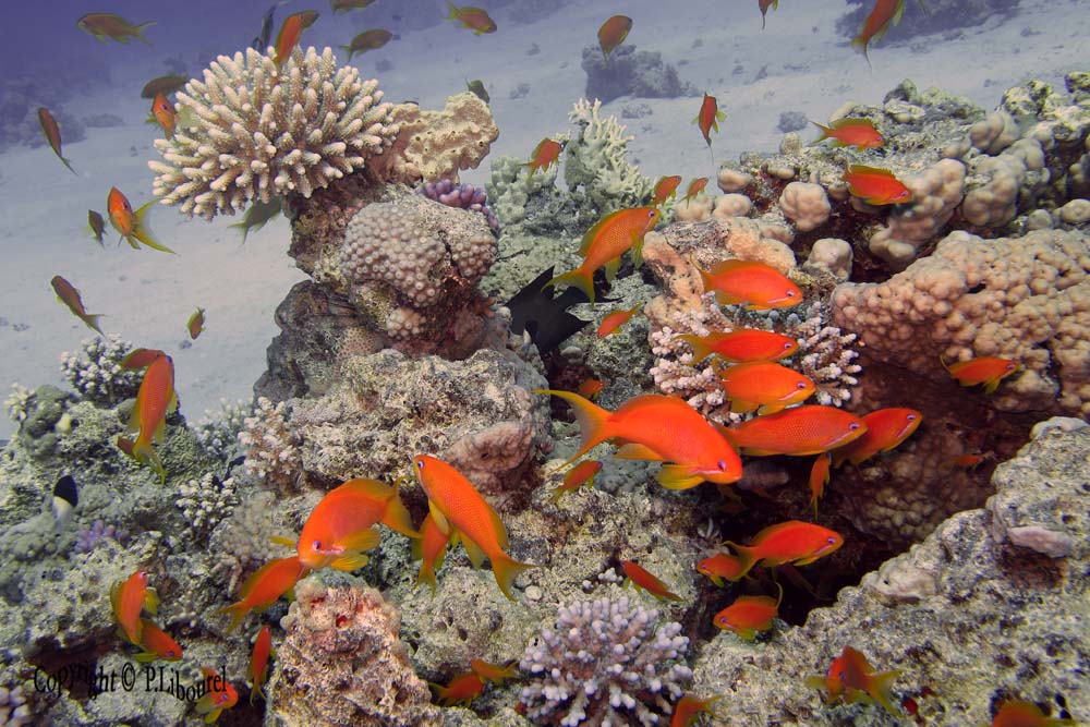 Pseudanthias squamipinnis