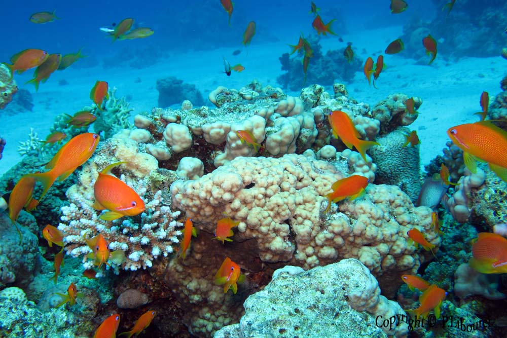 Pseudanthias squamipinnis