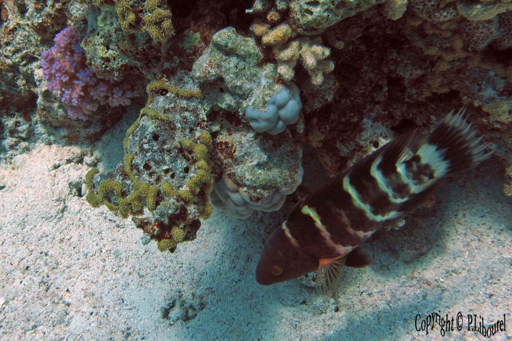 Cheilinus fasciatus