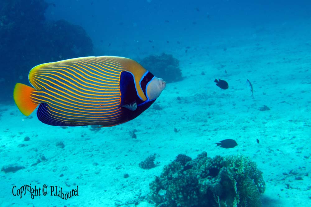Pomacanthus imperator