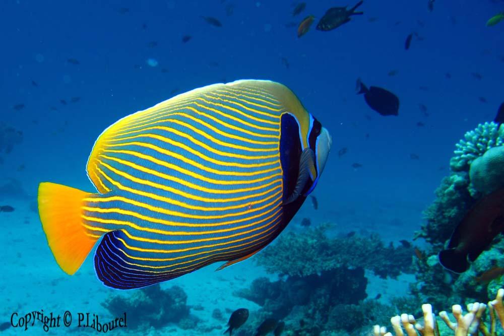 Pomacanthus imperator