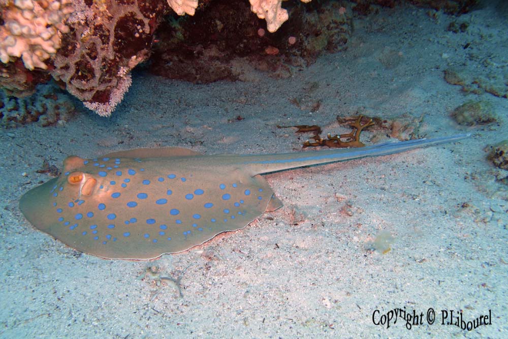 Taeniura lymna