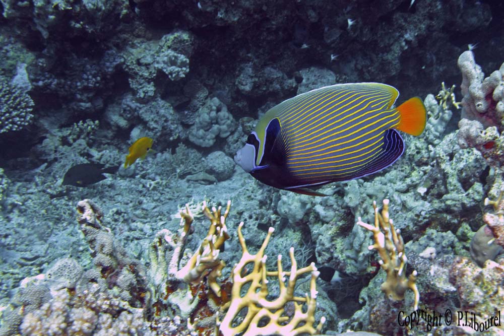 Pomacanthus imperator