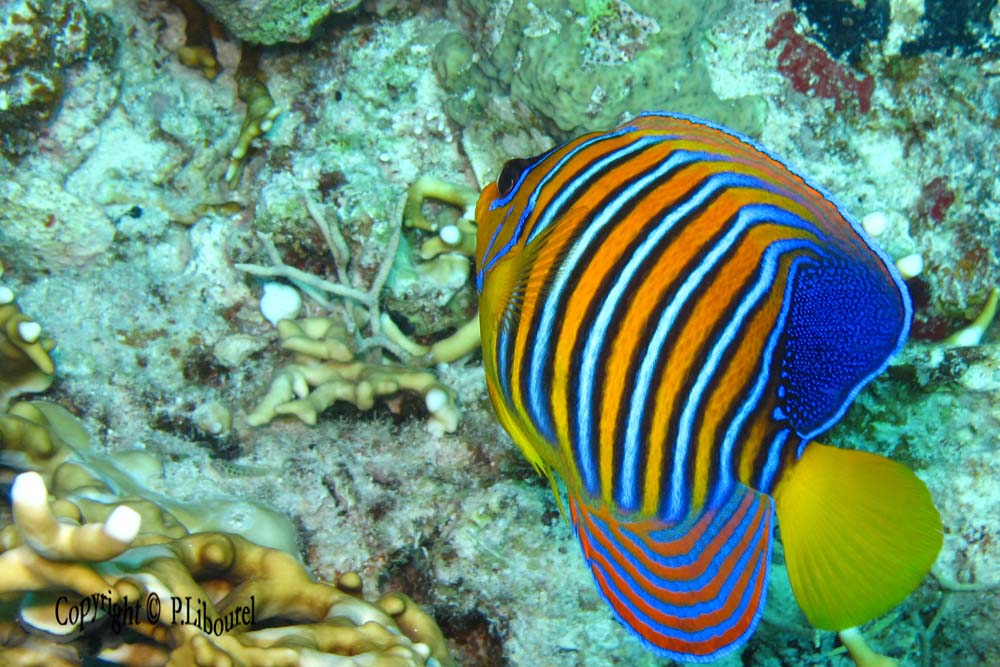 Pygoplites diacanthus