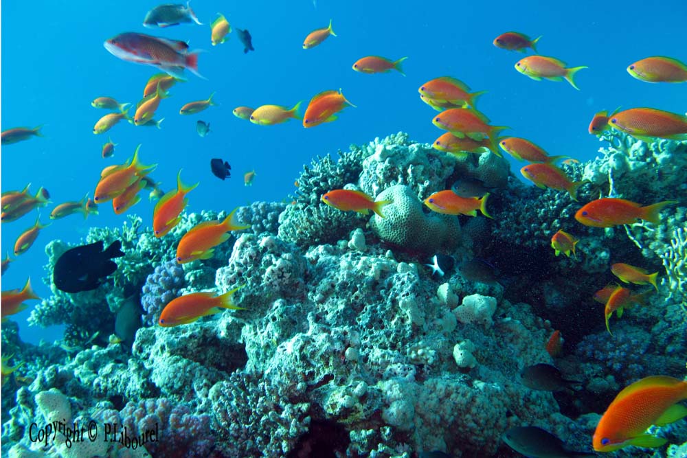 Pseudanthias squamipinnis