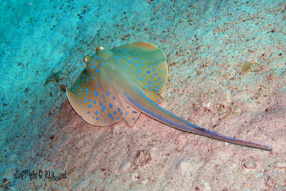 Taeniura lymna