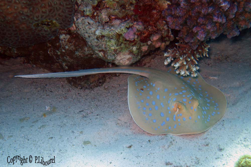 Taeniura lymna