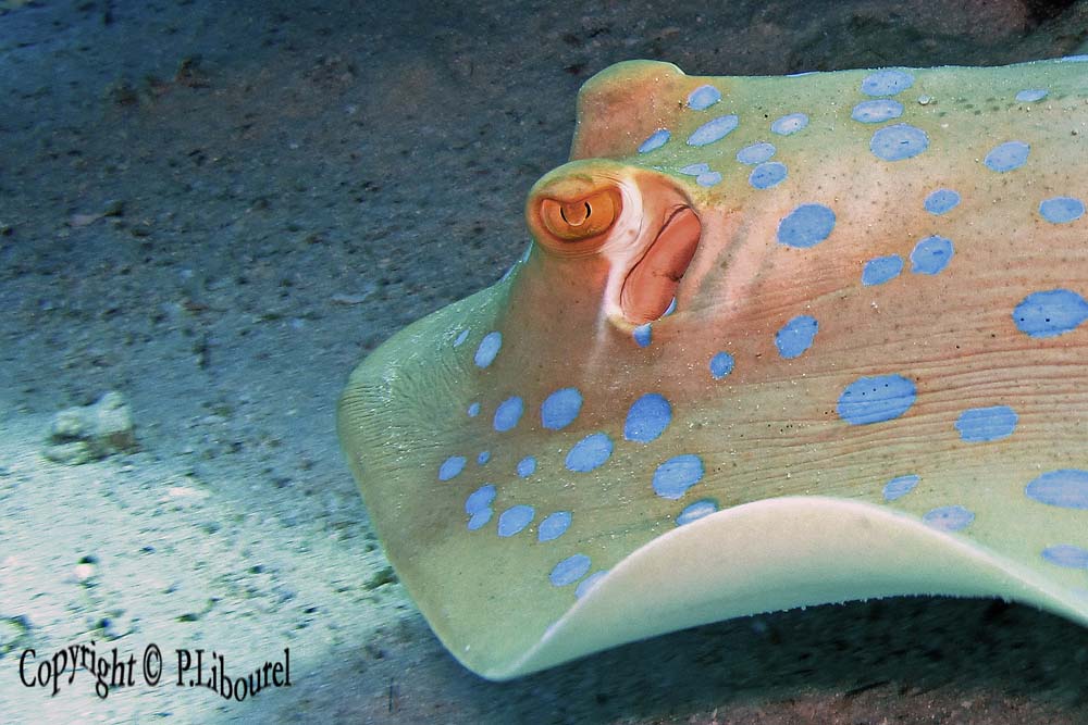Taeniura lymna