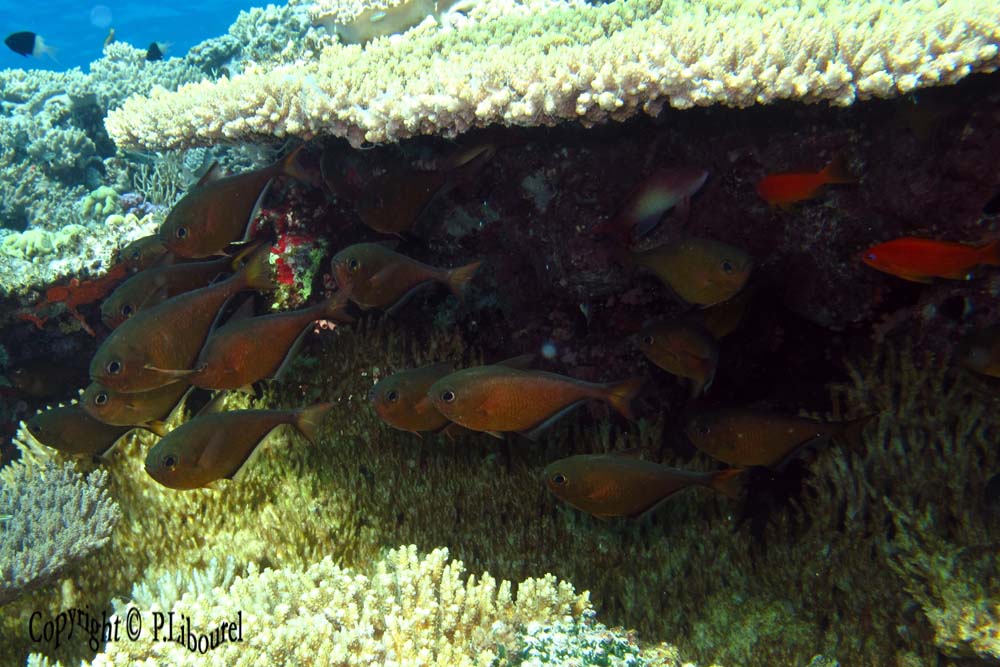 Pempheris adusta