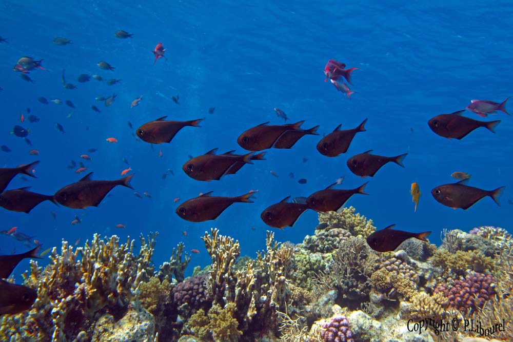 Pempheris adusta