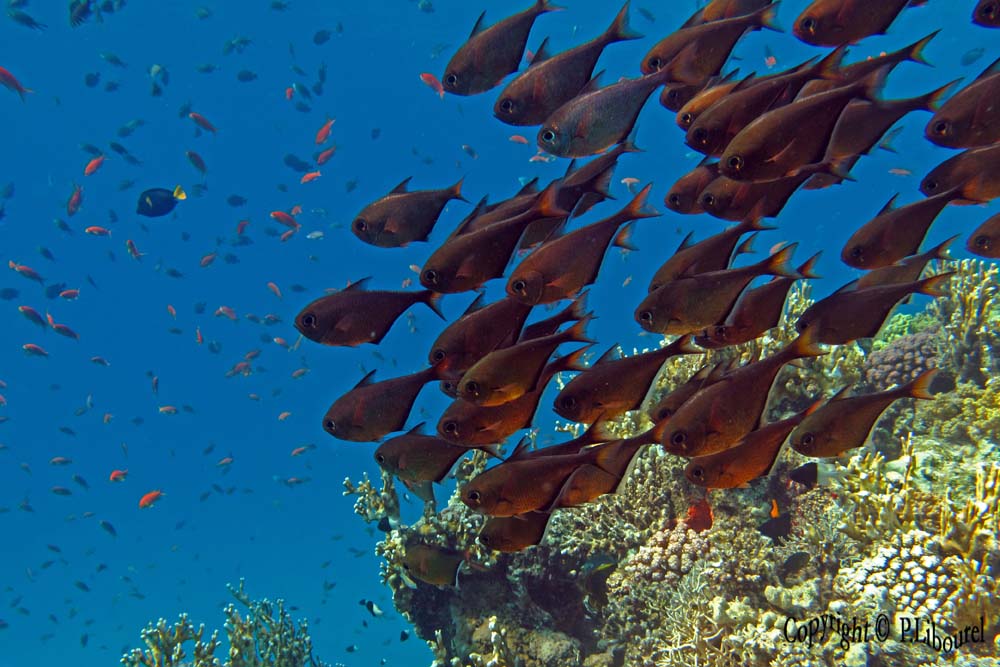Pempheris adusta