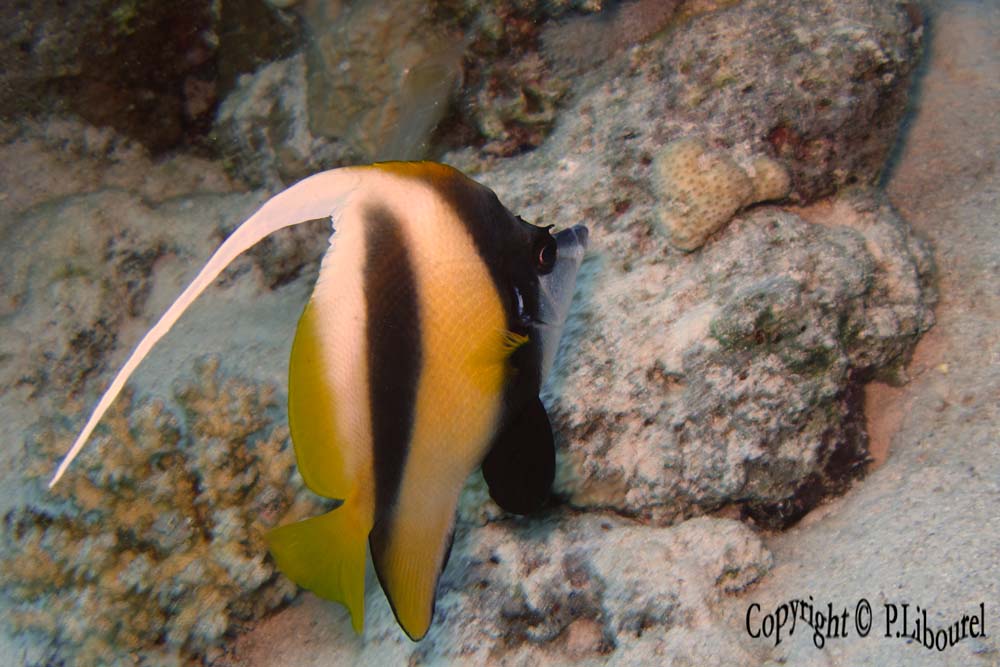 Heniochus intermedius