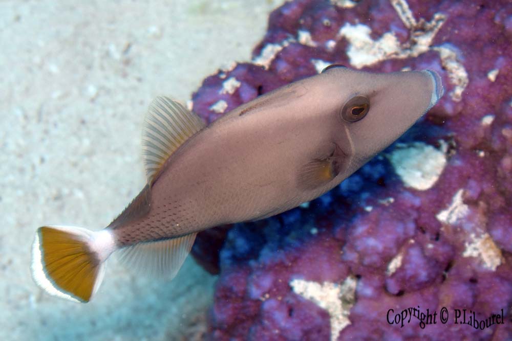 Sufflamen albicaudatus