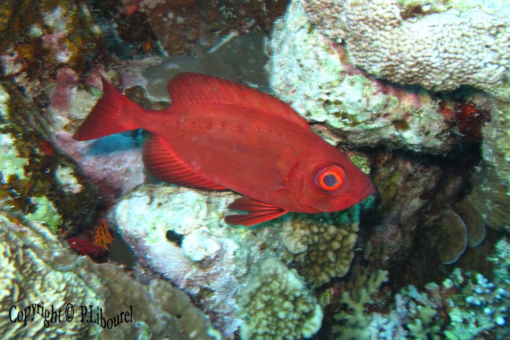 Priacanthus hamrur