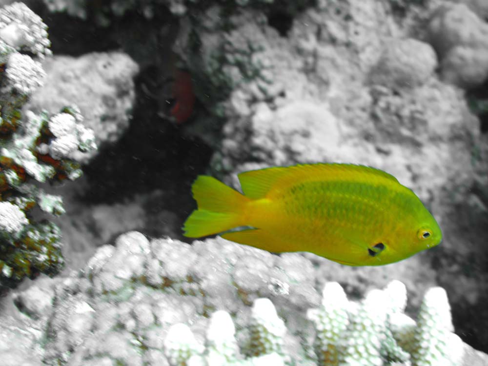 pomacentrus sulfureus