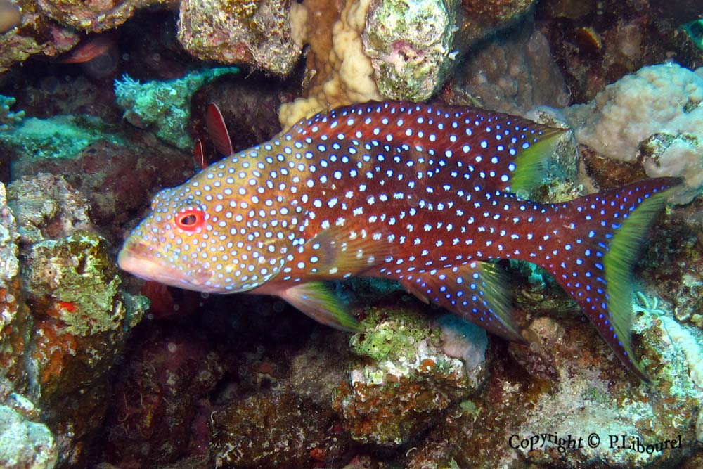 Variola louti