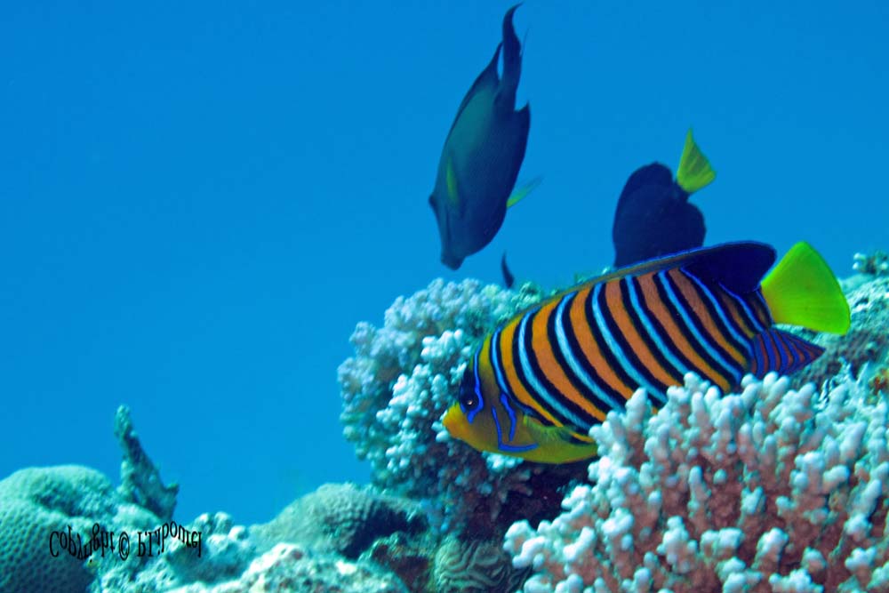 Pygoplites diacanthus