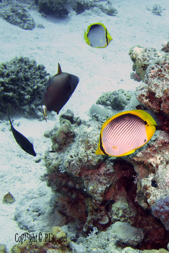 Chaetodon melannotus