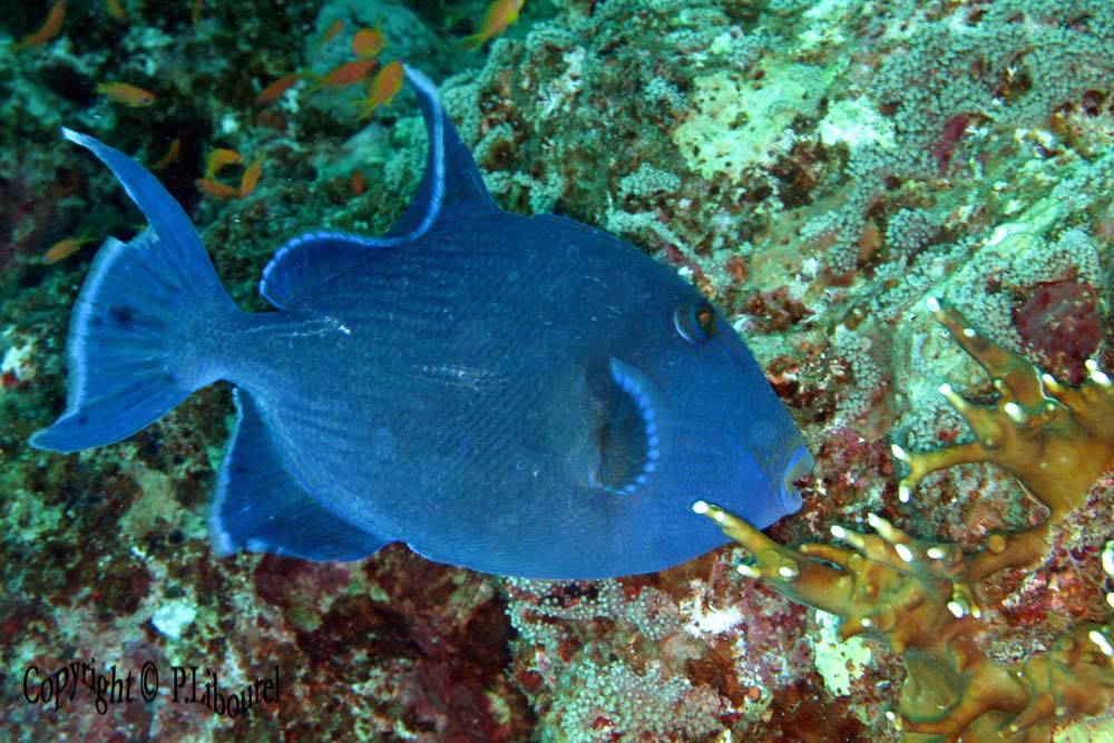 pseudobalistus