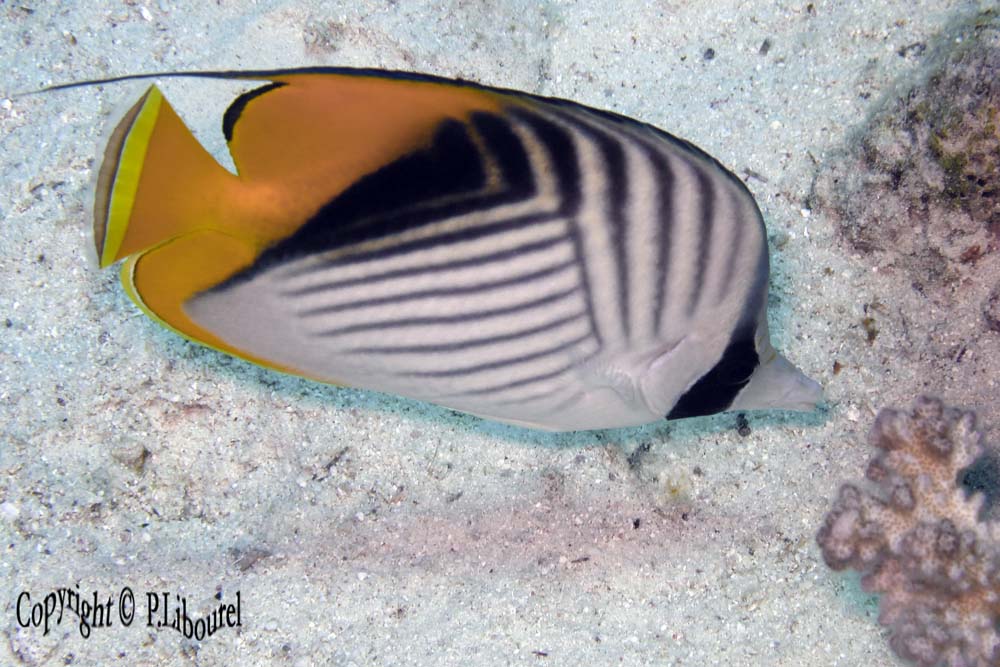 chaetodon auriga
