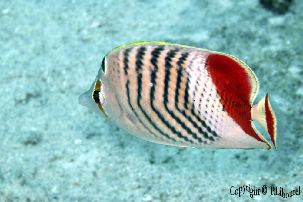 Chaetodon paucifasciatus