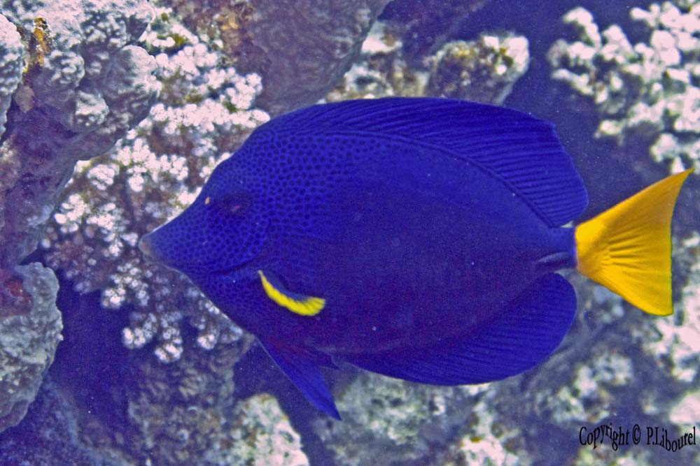 Zebrasoma xanthurum