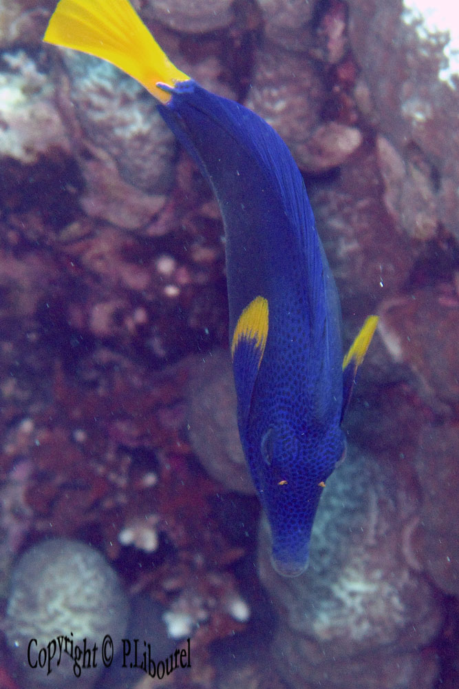 Zebrasoma xanthurum