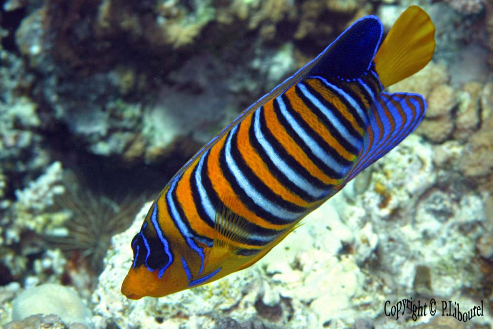 Pygoplites diacanthus