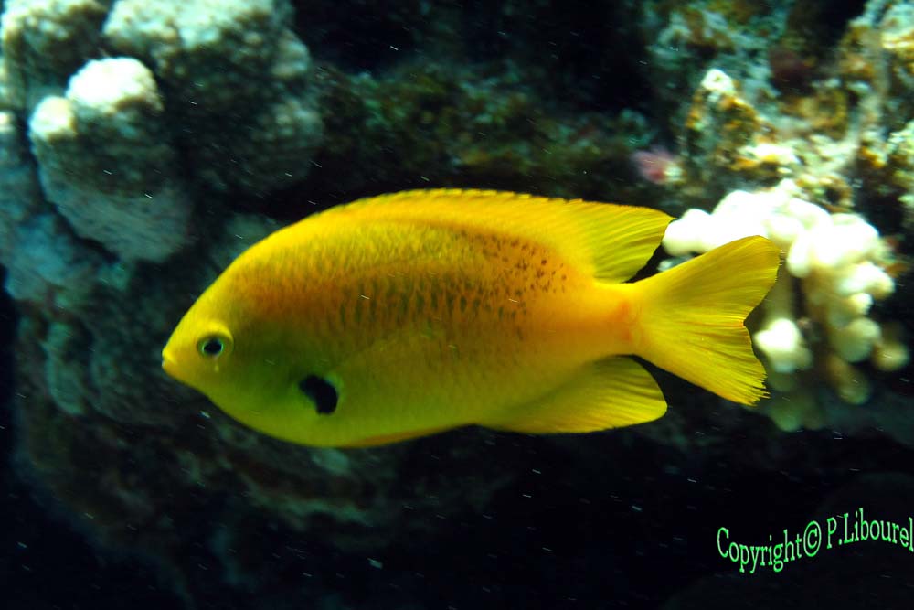 pomacentrus sulfureus