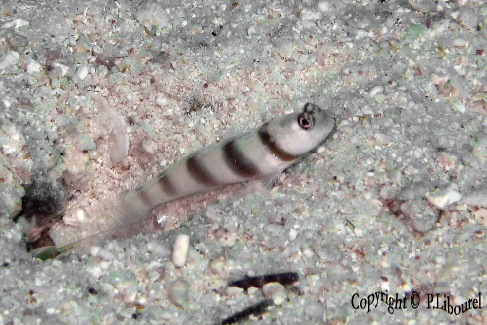Amblyeleotris steinizi