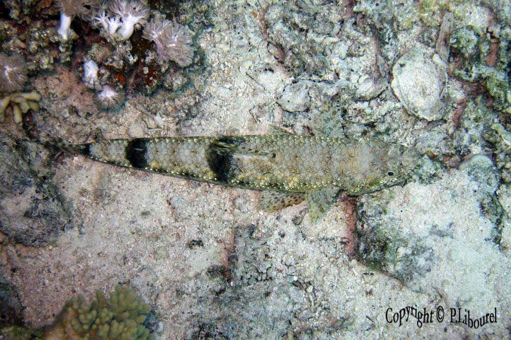 Synodus variegatus