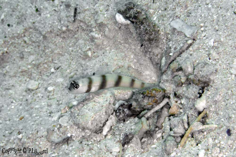 Amblyeleotris steinizi