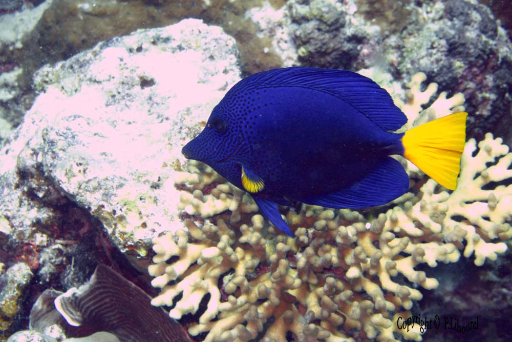 Zebrasoma xanthurum
