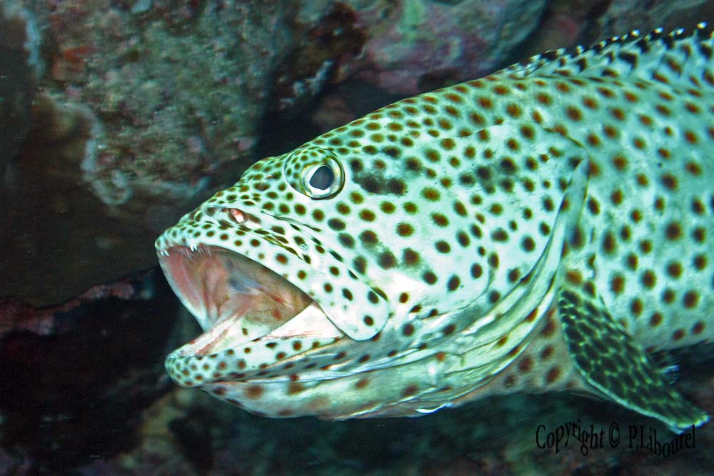 Epinephelus tauvina