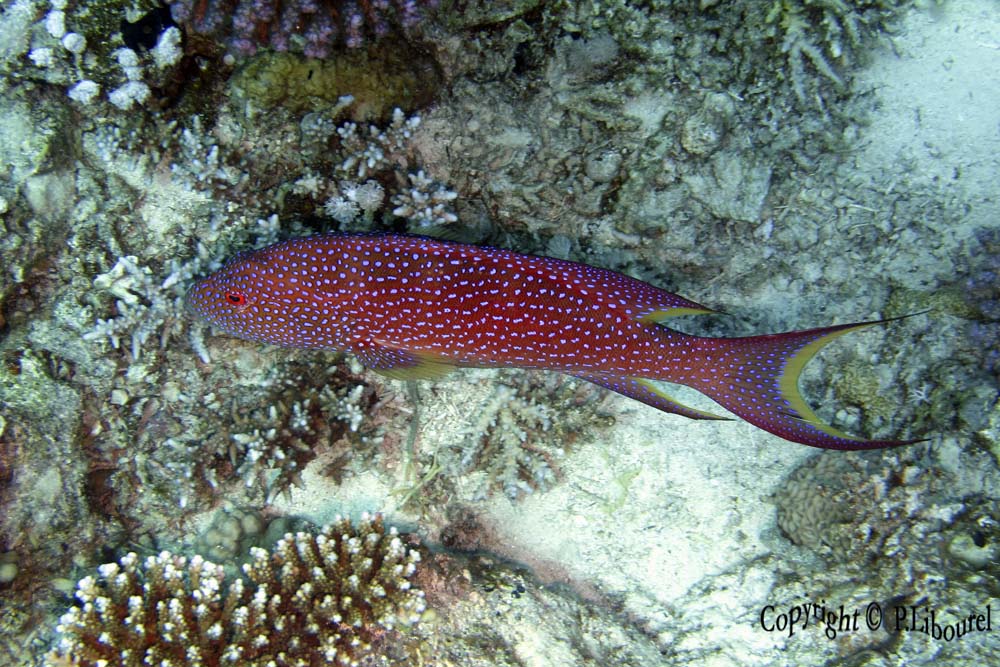 Variola louti