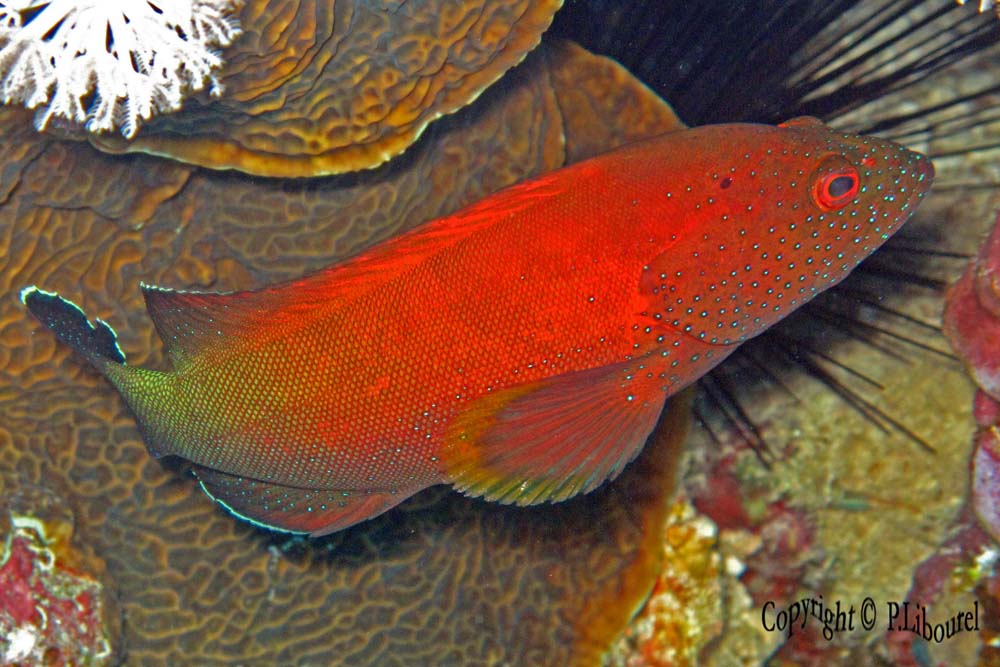 Cephalopholis hemistiktos