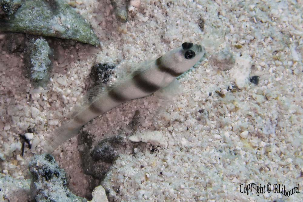 Amblyeleotris steinizi