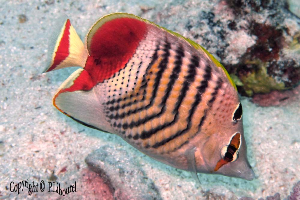 Chaetodon paucifasciatus