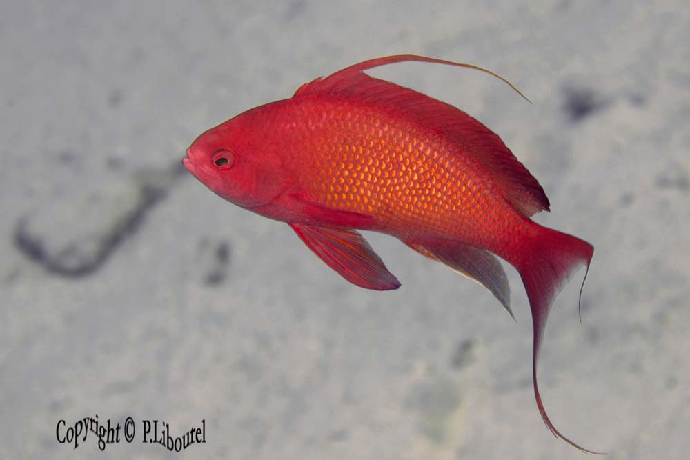 Pseudanthias squamipinnis