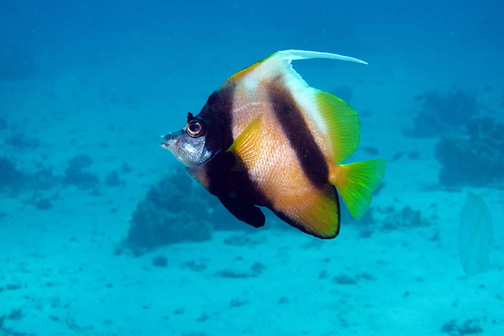 Heniochus intermedius