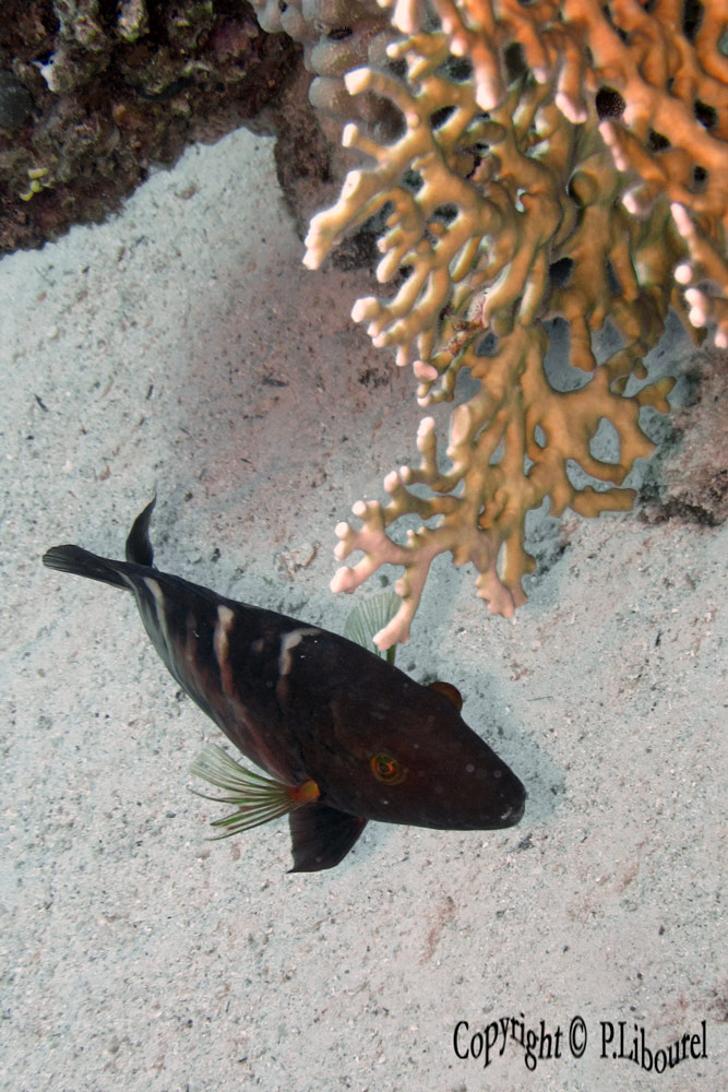 Cheilinus fasciatus